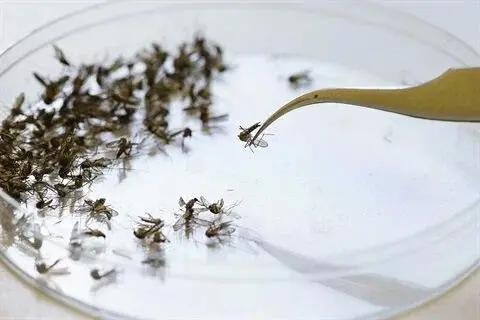 Monitoraggio entomologi